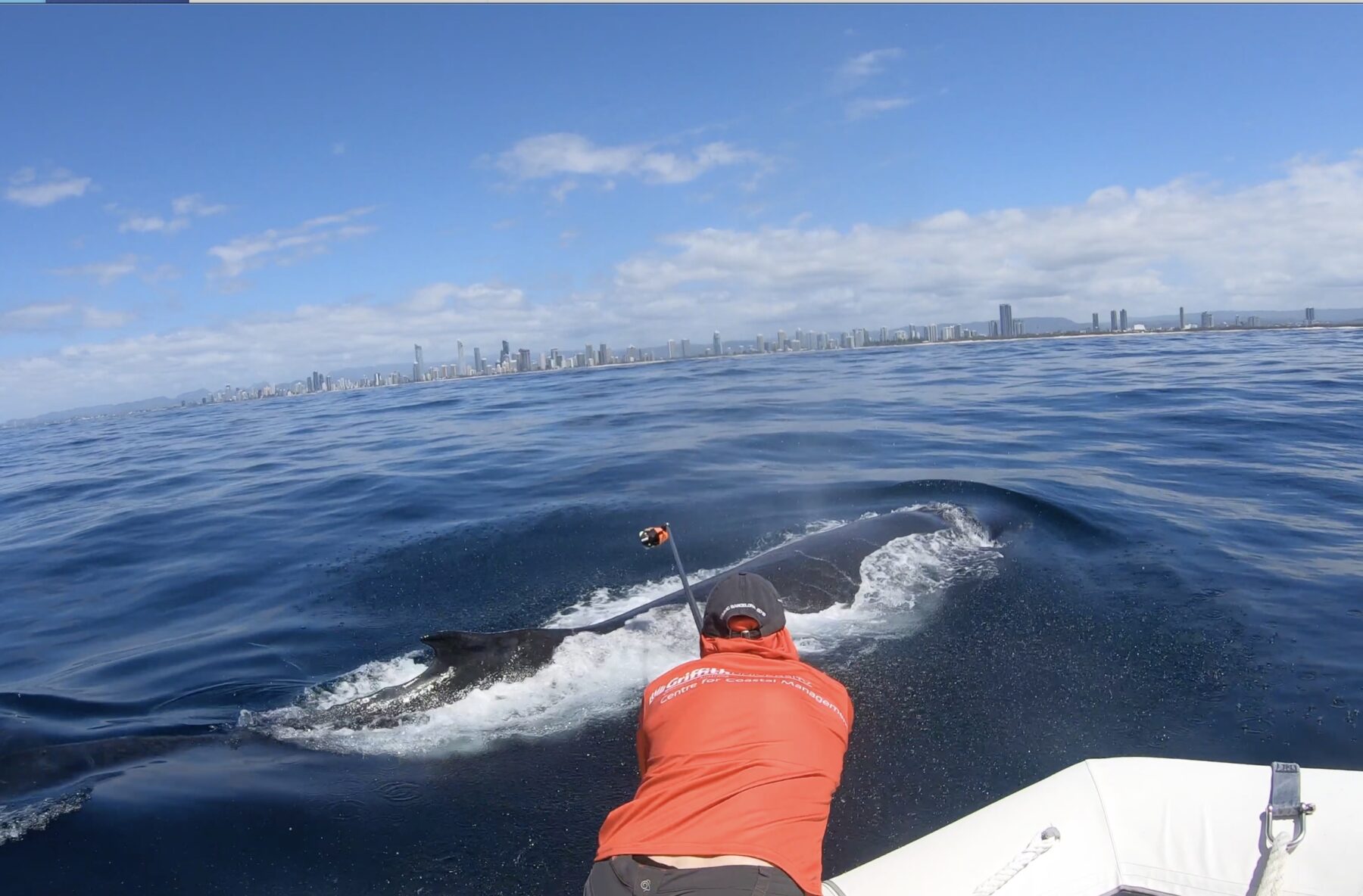 Dr Olaf Meynecke tags a whale