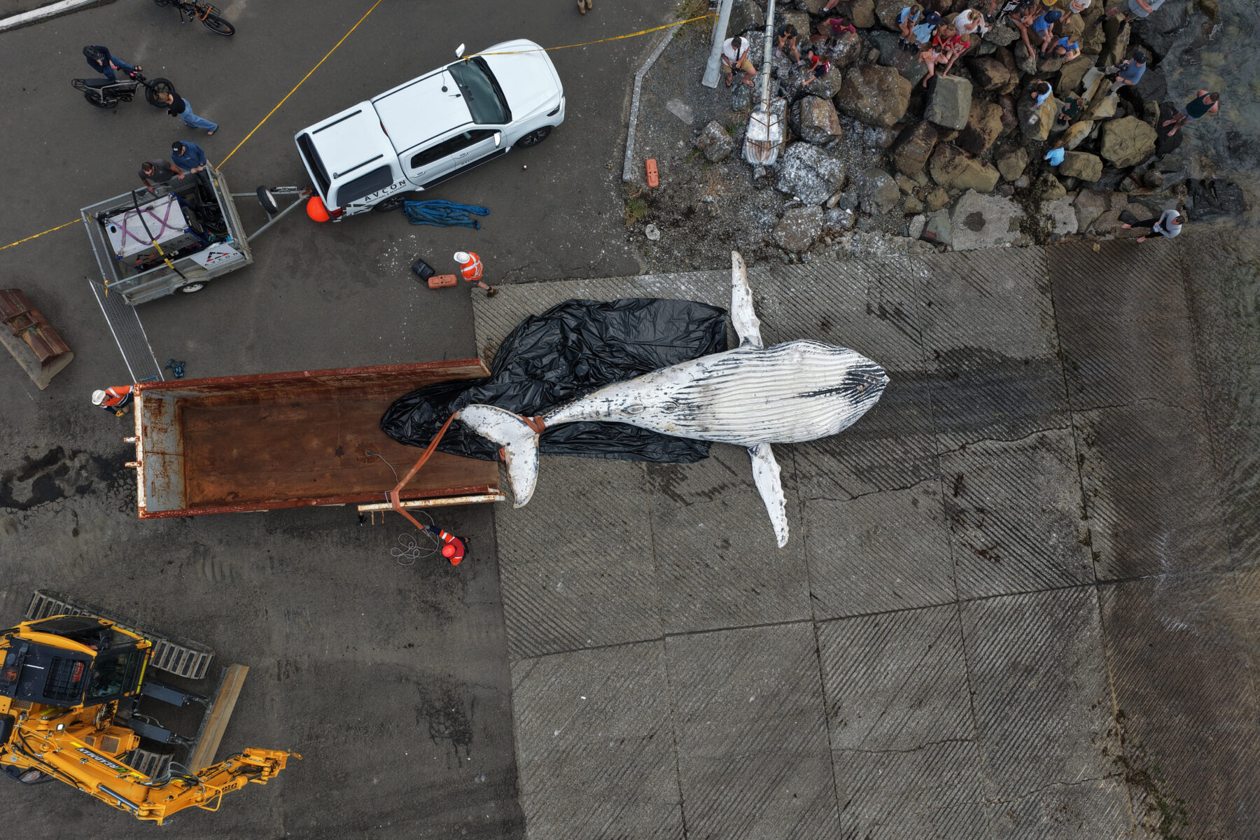 Onlookers watch as a young humpback whale (Megaptera novaeangliae) is loaded onto a truck