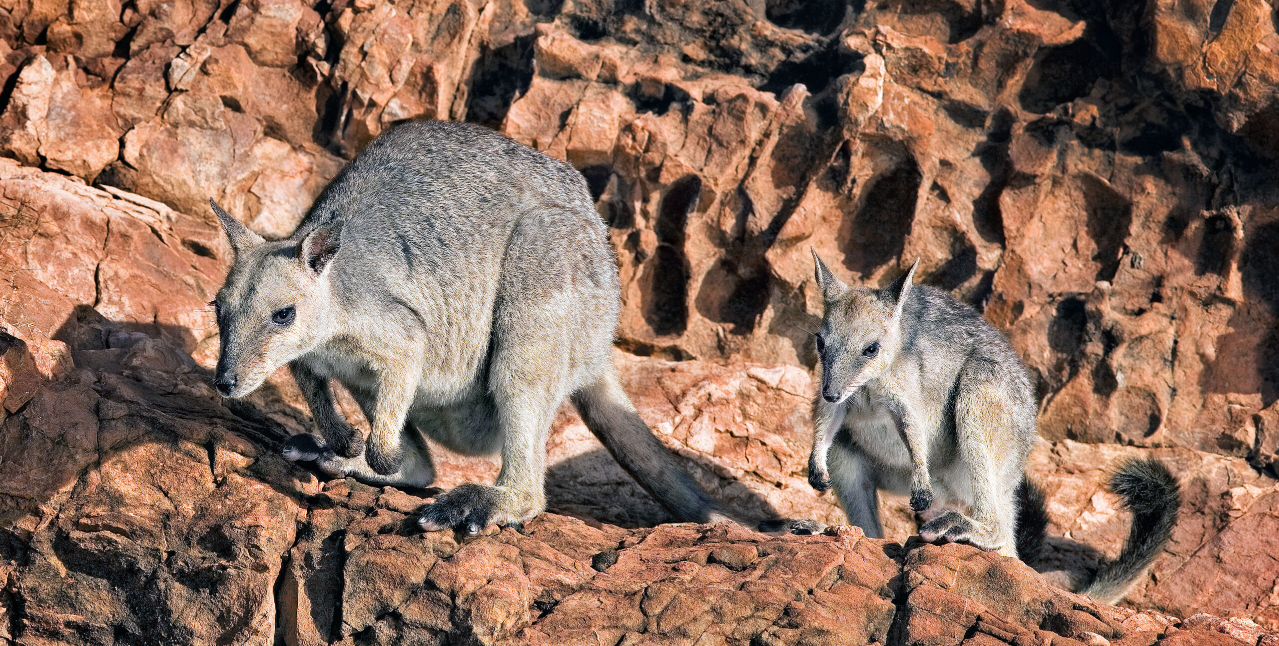Image for article: Judbarra and its special wallaby 