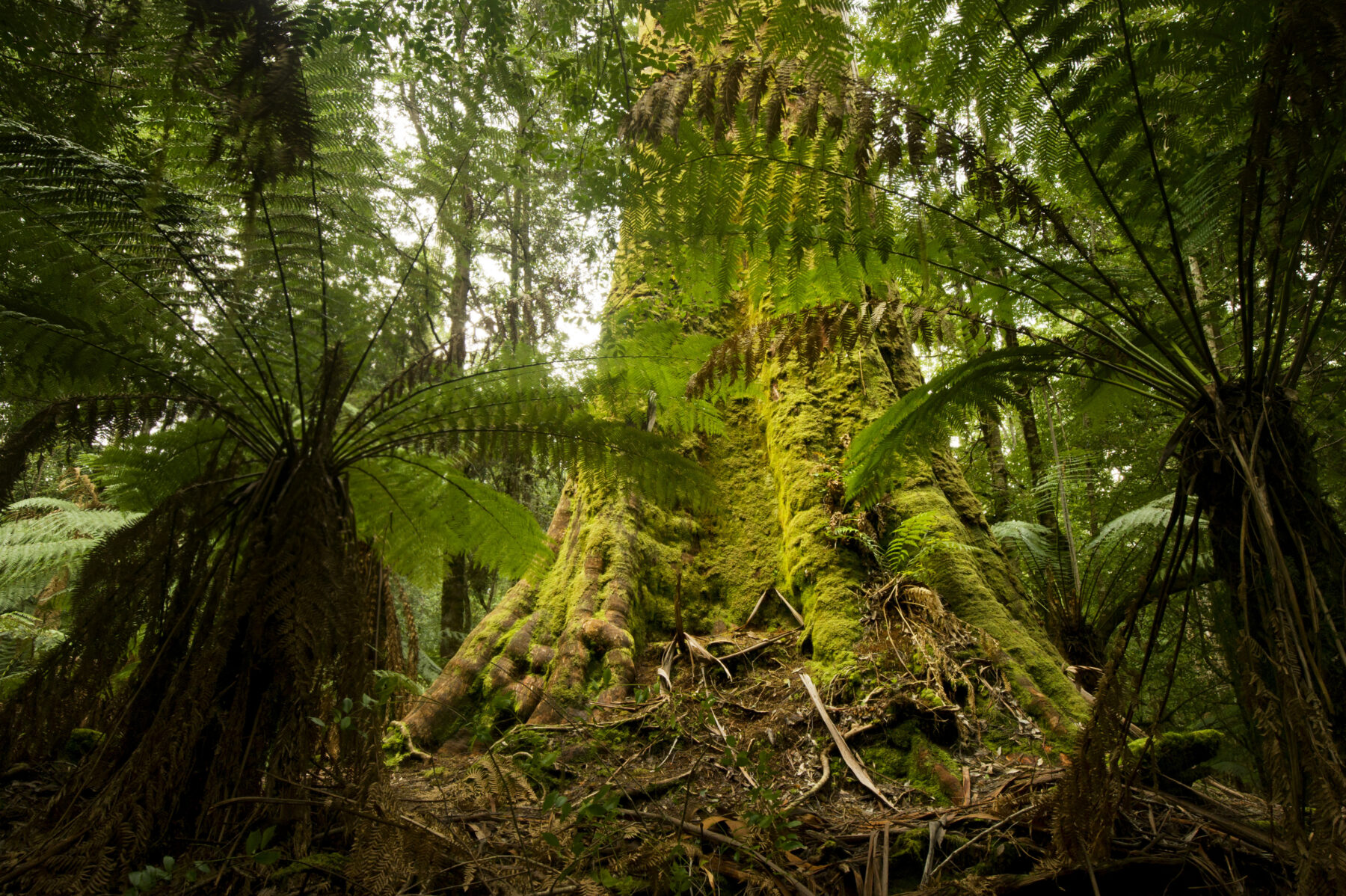 An old growth forest in Tasmania