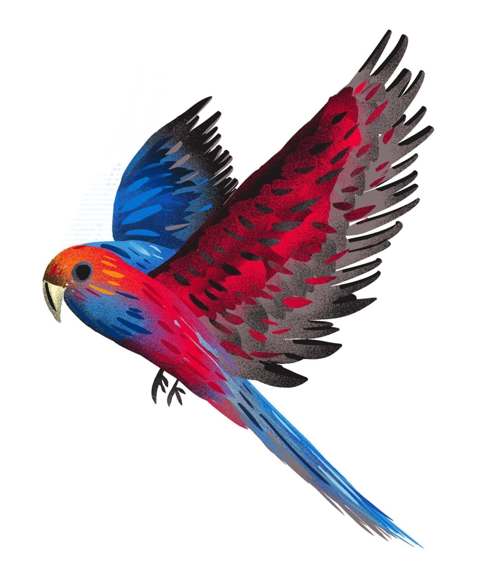 An illustration of a crimson rosella