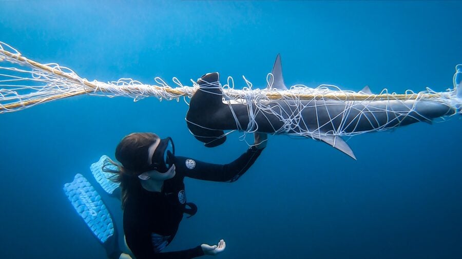 Marine biologist Holly Richmond inspects a deceased scalloped hammerhead (Sphyrna lewini) ensnared in a shark net off Coolangatta Beach on Queensland’s Gold Coast