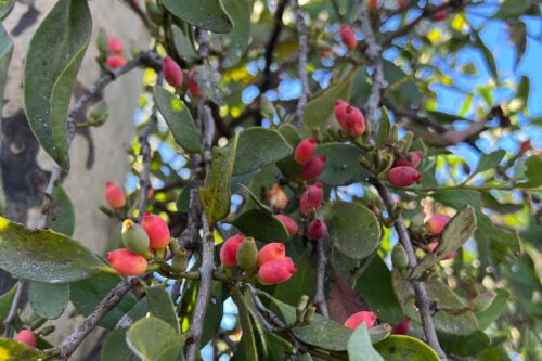 A long-flowered mistletoe bearing fruit