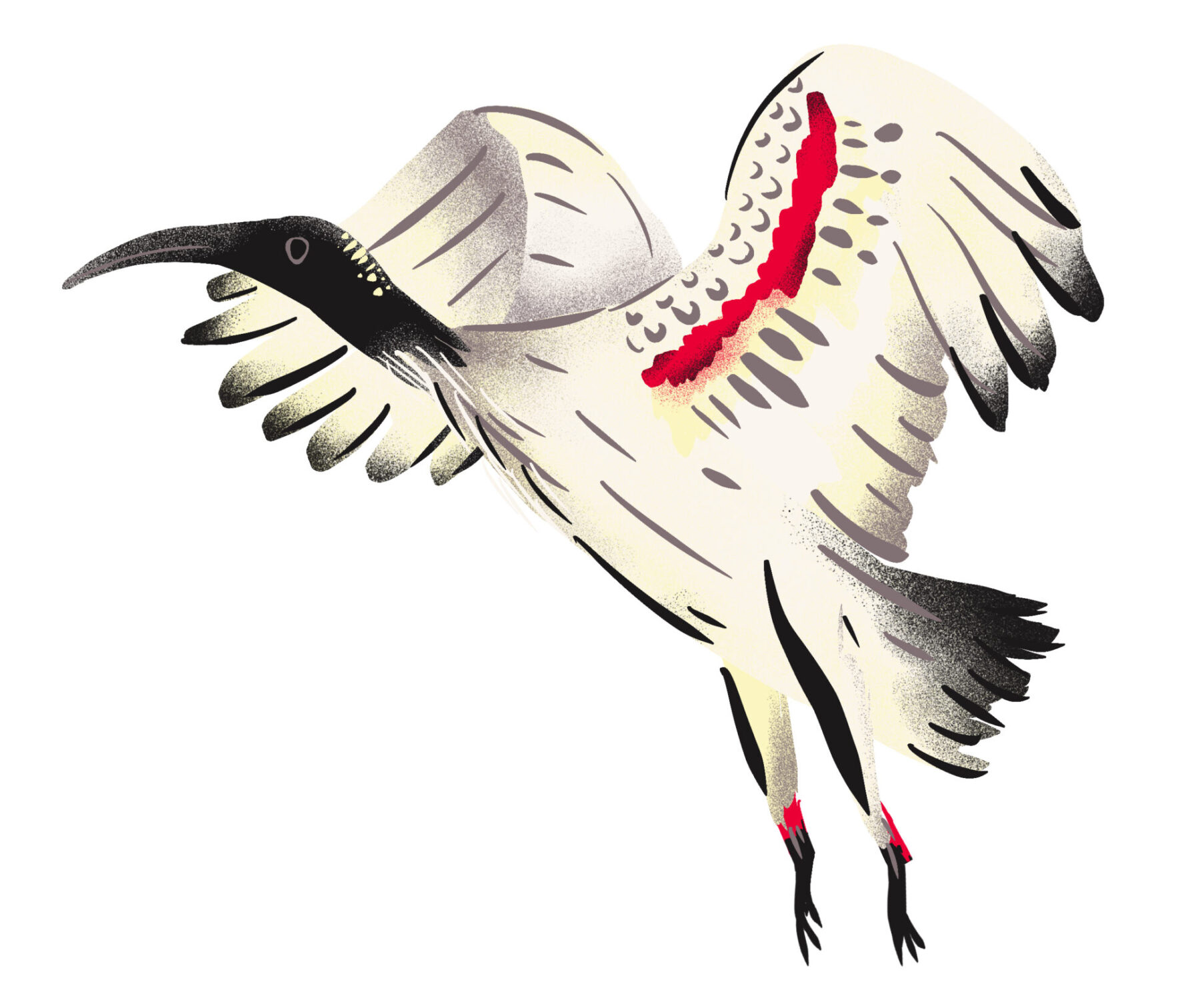 An illustration of an ibis