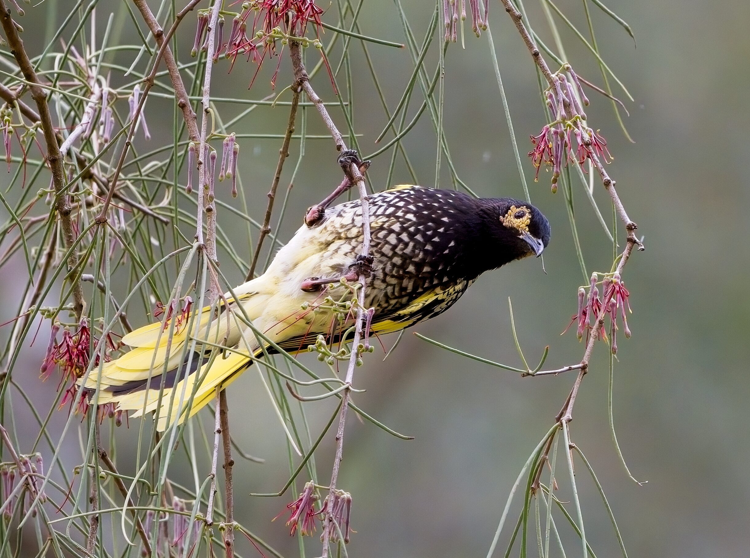A regent honeyeater