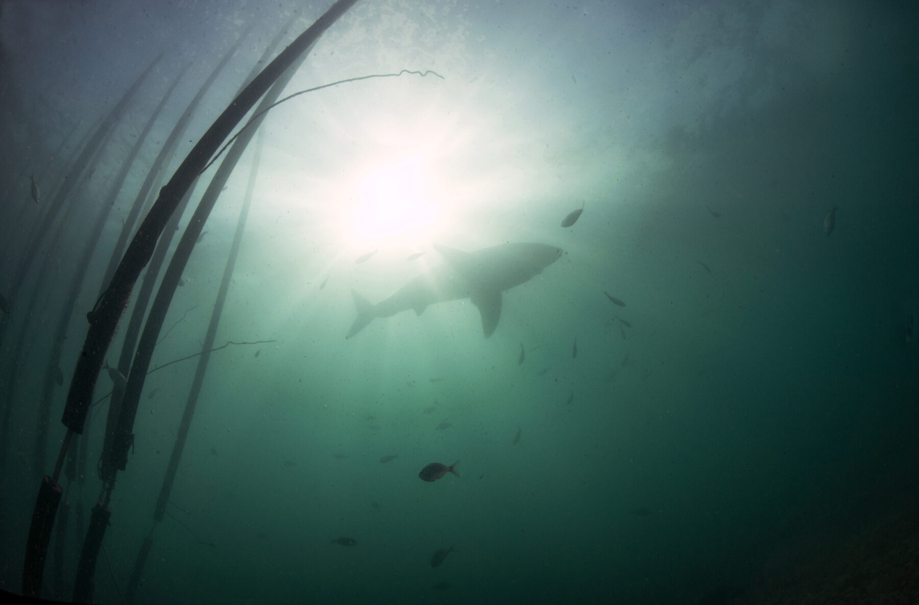 A shark swims past a SharkSafe Barrier