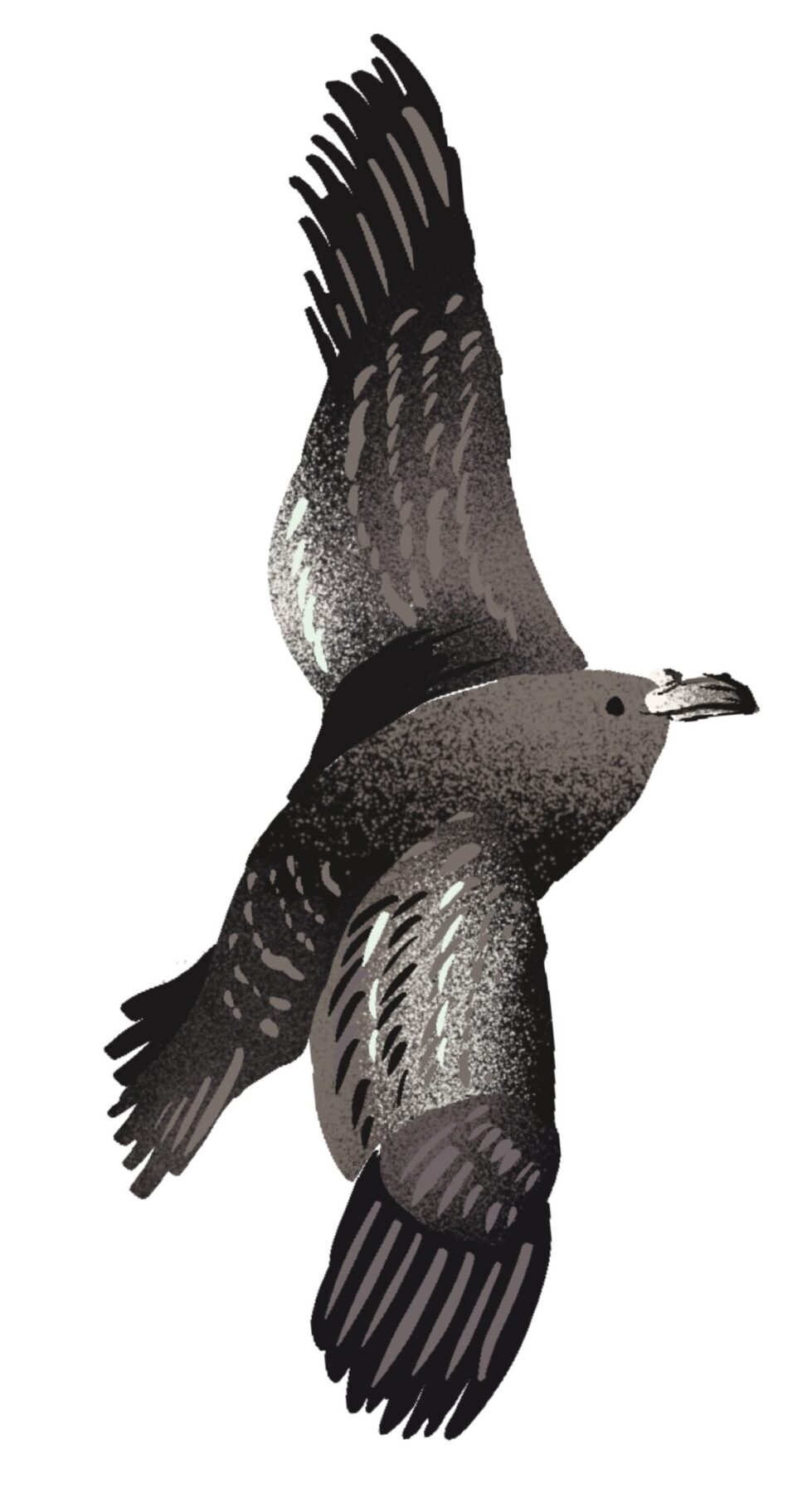 An illustration of a black-winged petrel