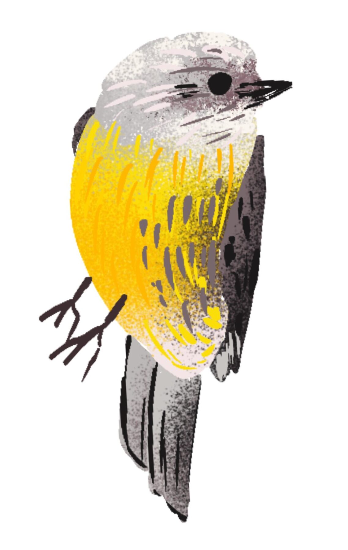 An illustration of an eastern yellow robin