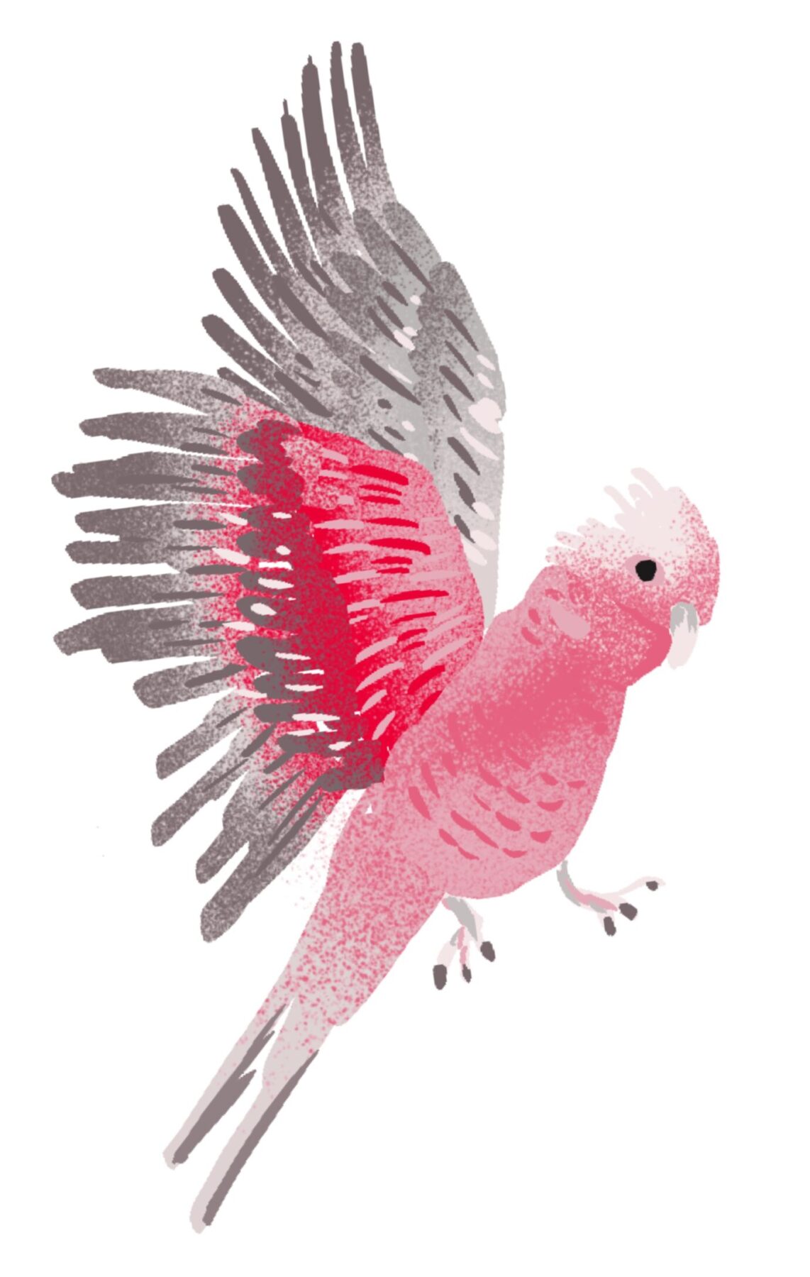 An illustration of a galah