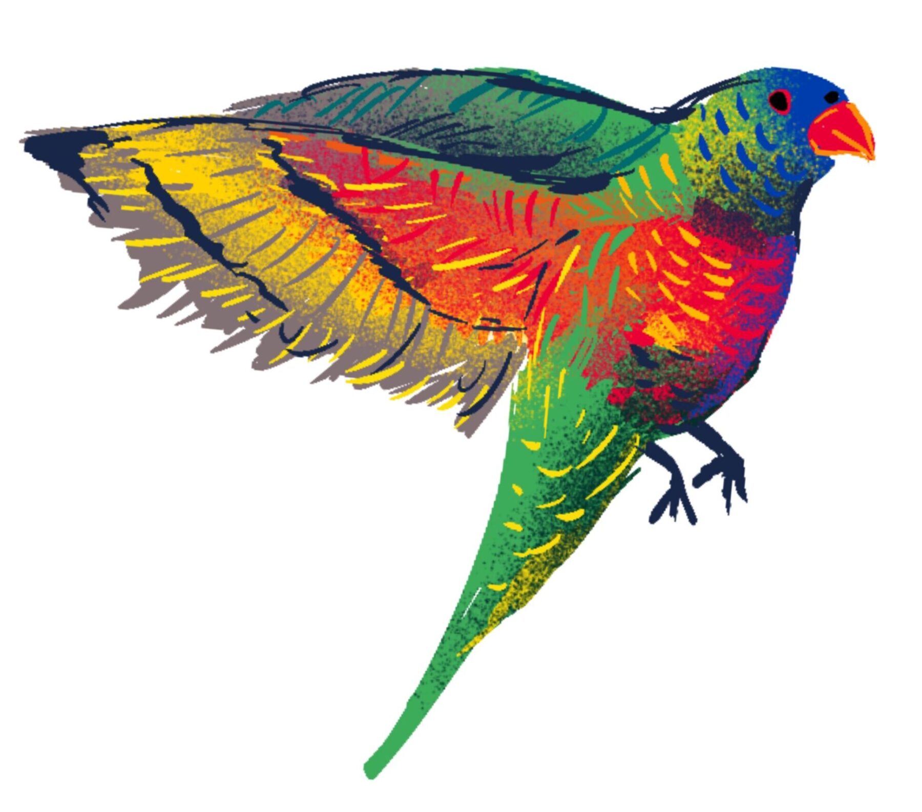 An illustration of a rainbow lorikeet