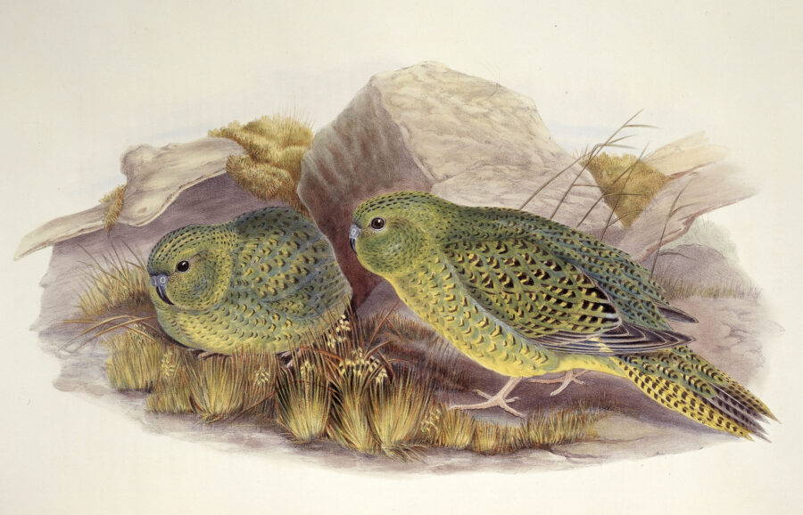 An illustration of a night parrot