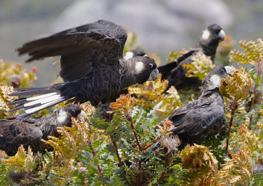 Carnaby’s black-cockatoo