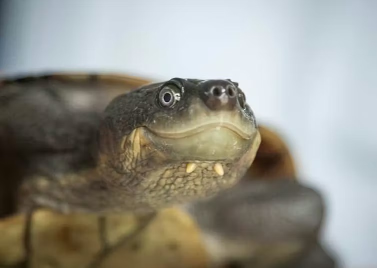 Image for article: New technique could reveal if an animal has been illegally smuggled