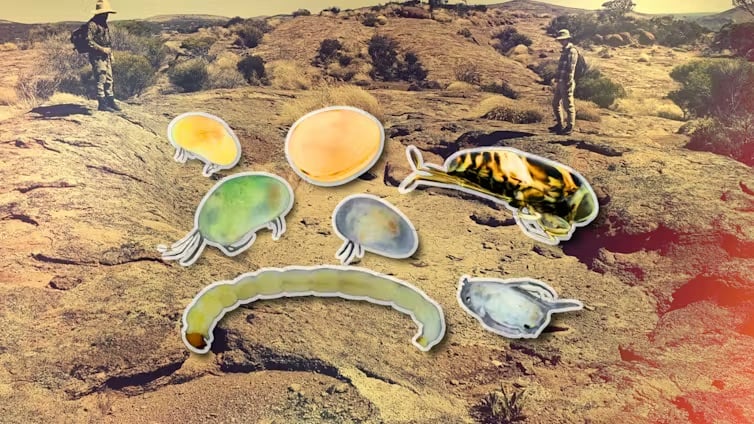 Image for article: The surprising aquatic life of Australia’s outback