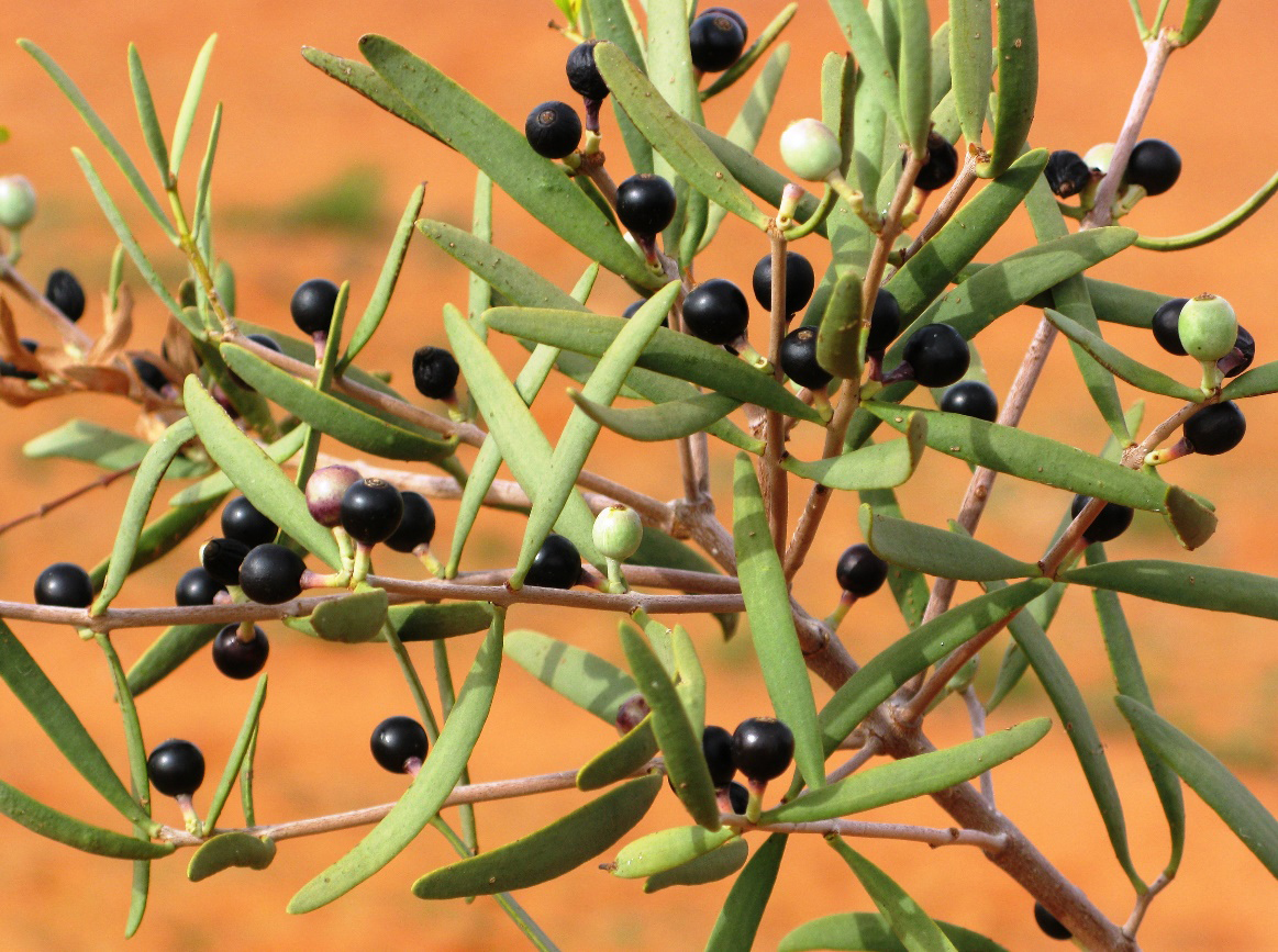 A harlequin mistletoe bearing fruit