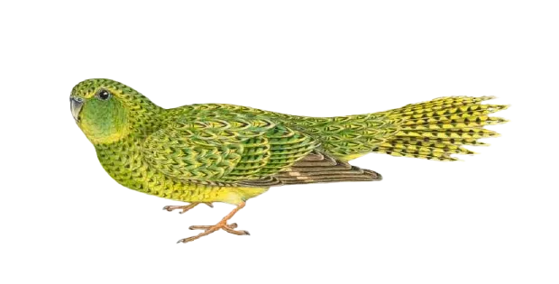 illustration of a night parrot
