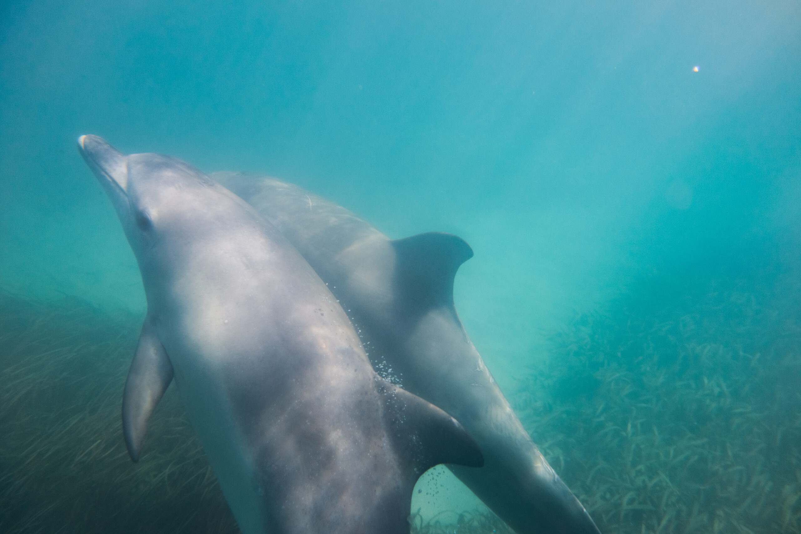Image for article: Male dolphins with close friends age more slowly