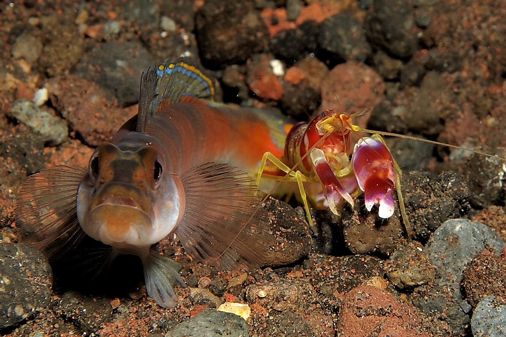 Image for article: Pistol shrimp and goby fish: ‘Just two best buds against the world’