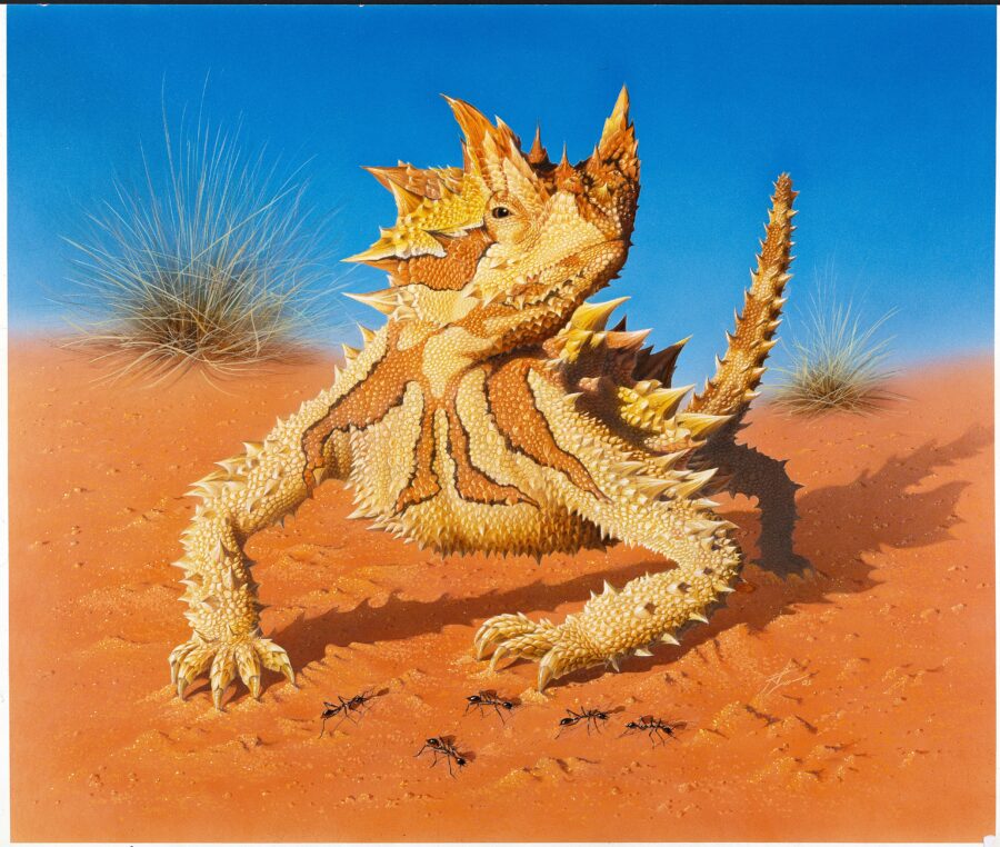 An illustration of a thorny devil