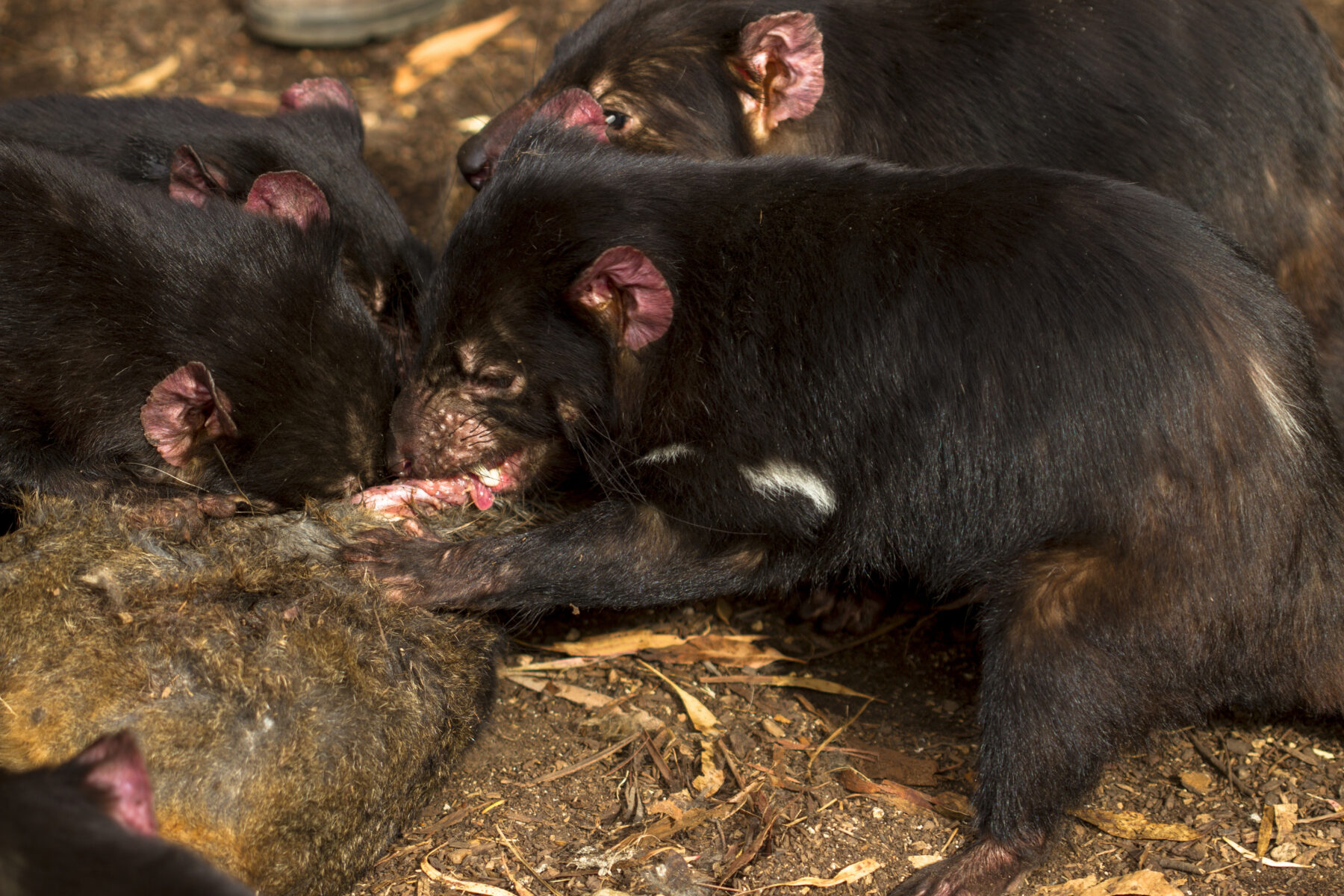 asmanian devils feast on roadkilled wallaby