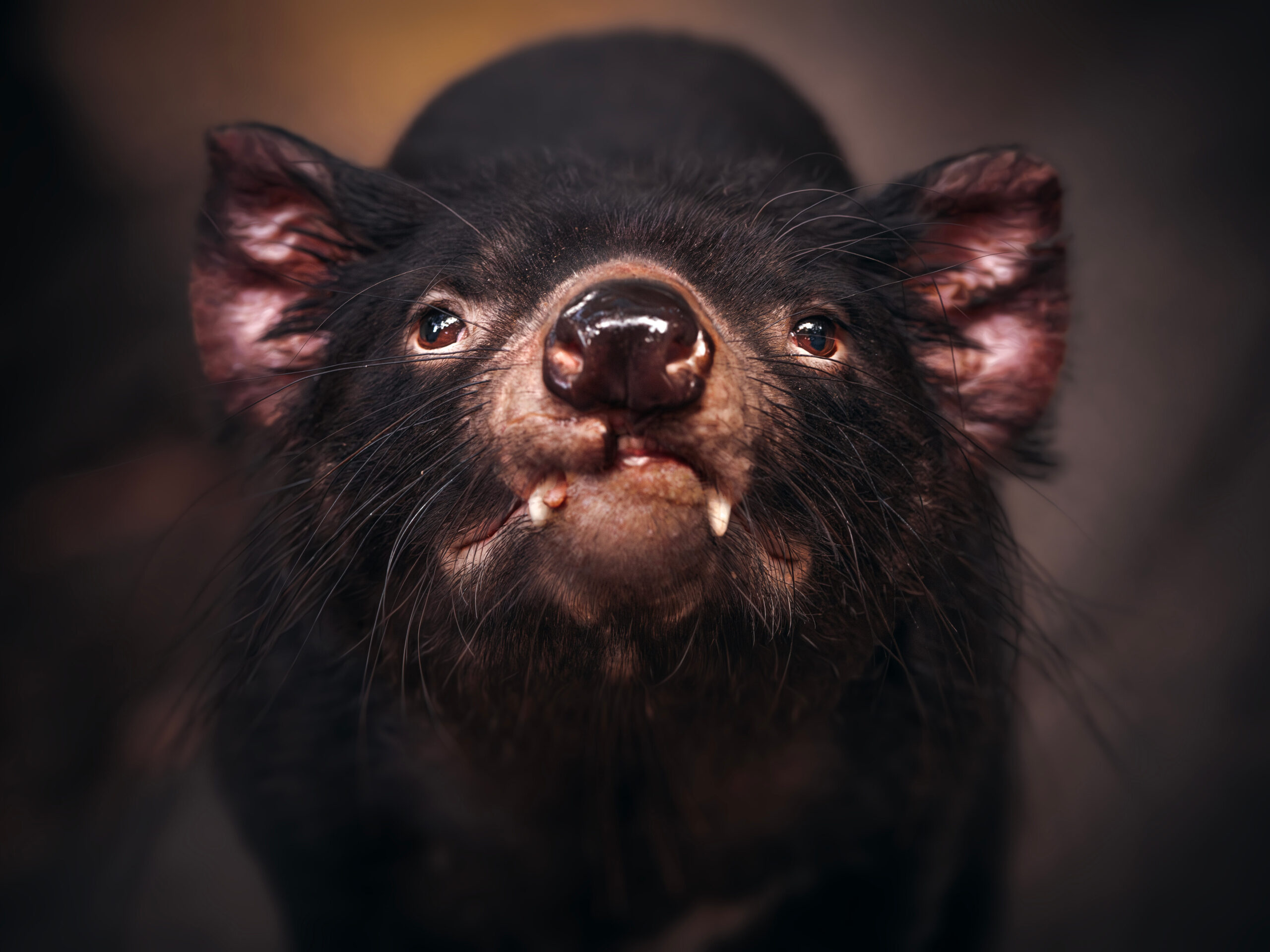 Tasmanian devil