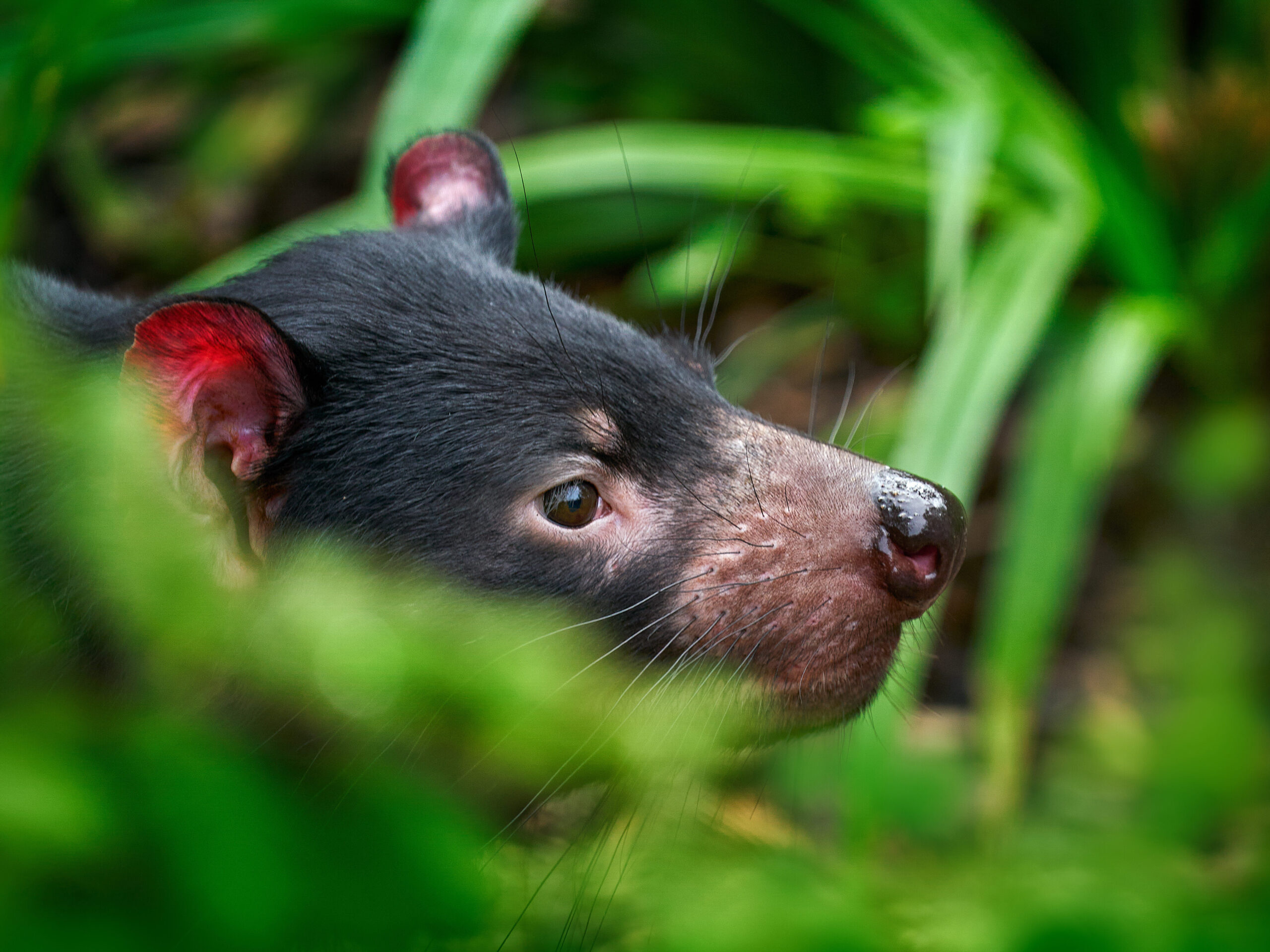 Tasmanian devil