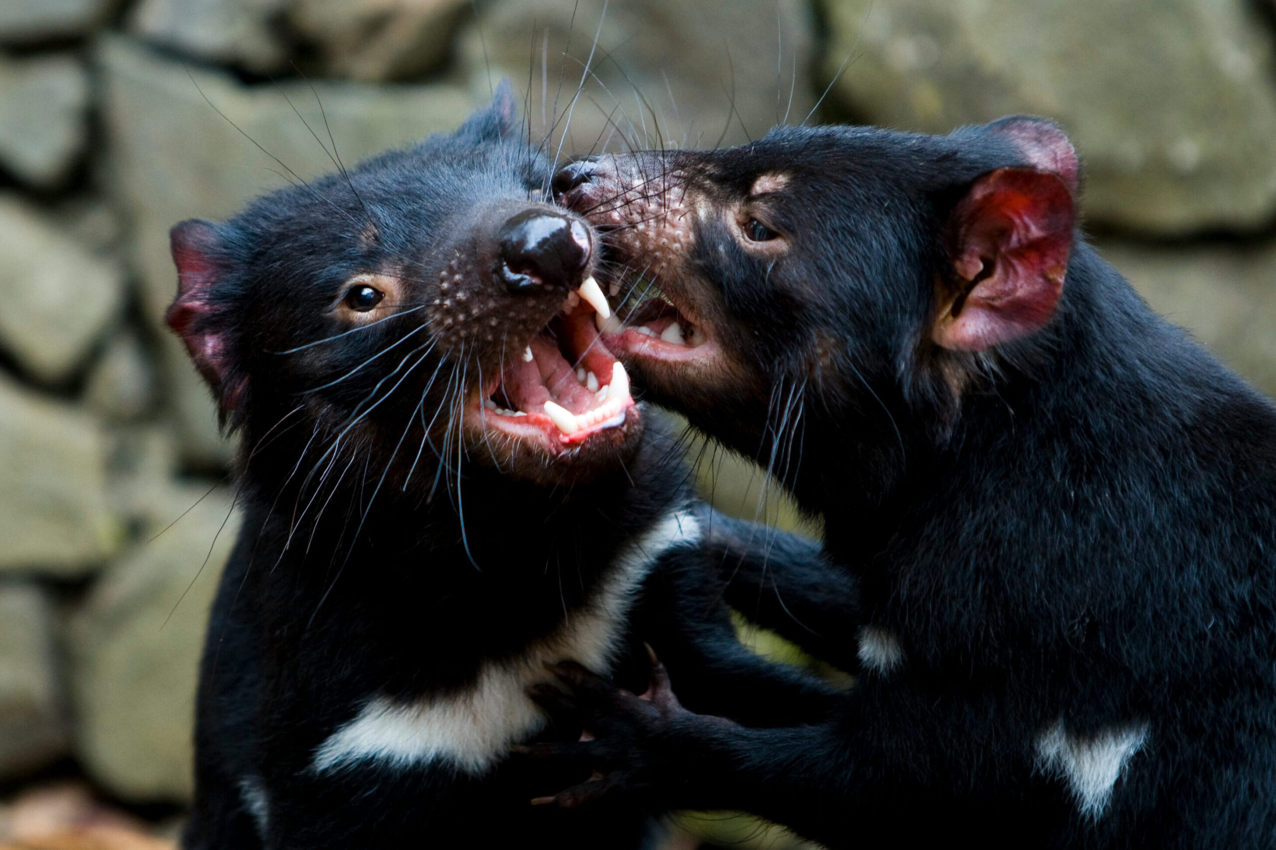 Tasmanian devils play fighting