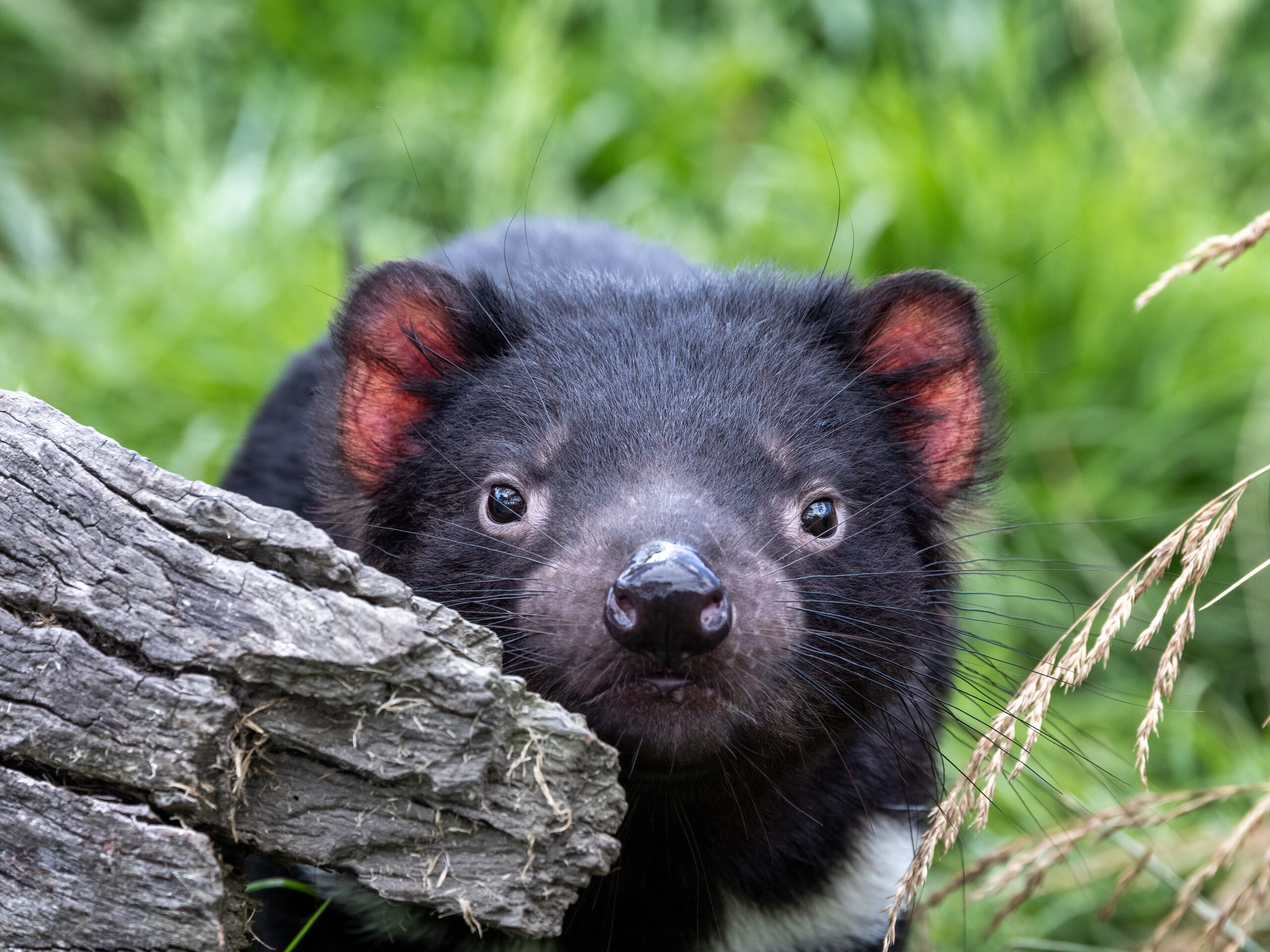 Tasmanian devil.
