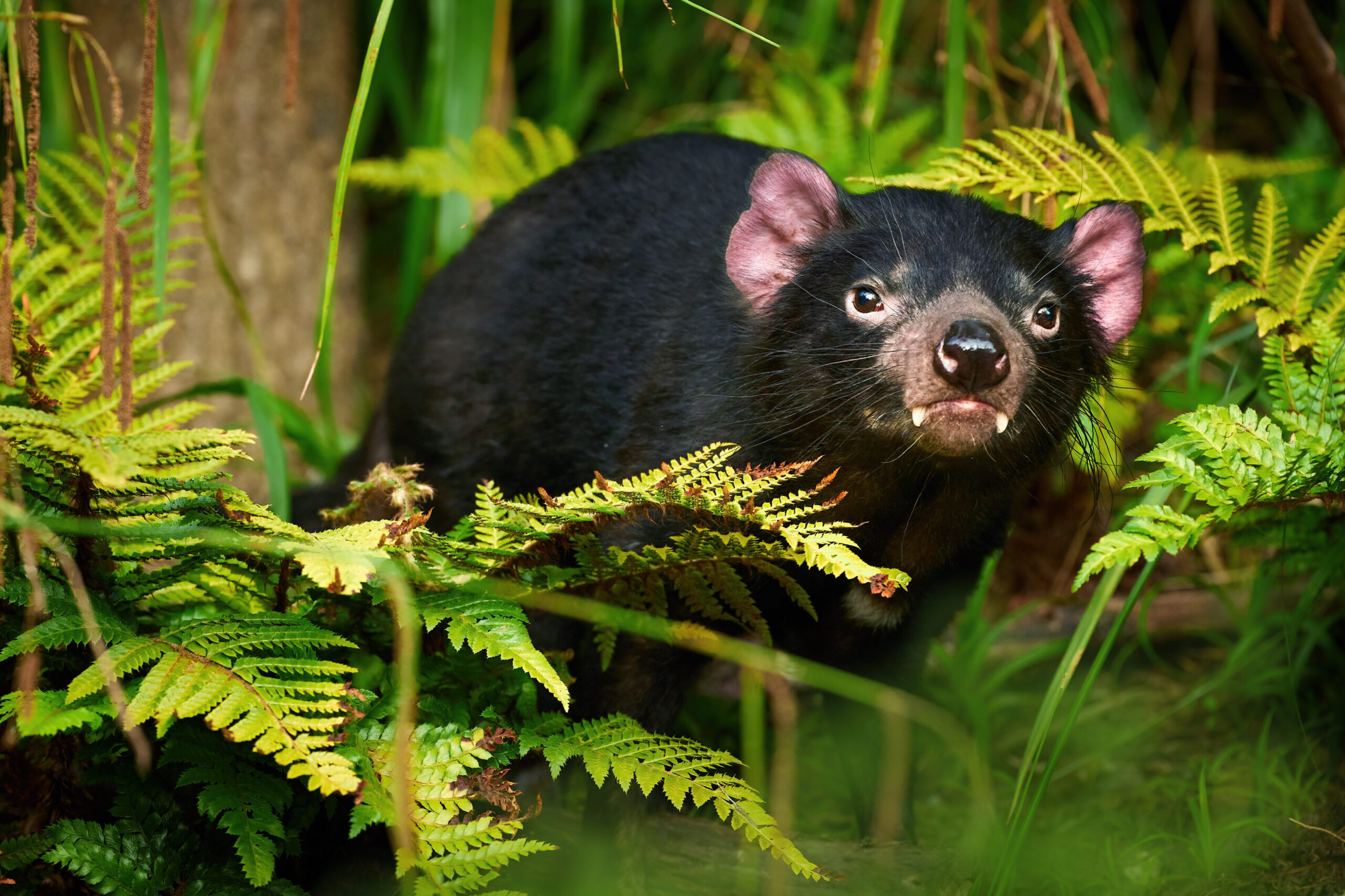 Tasmanian devil mixed sclerophyll rainforest