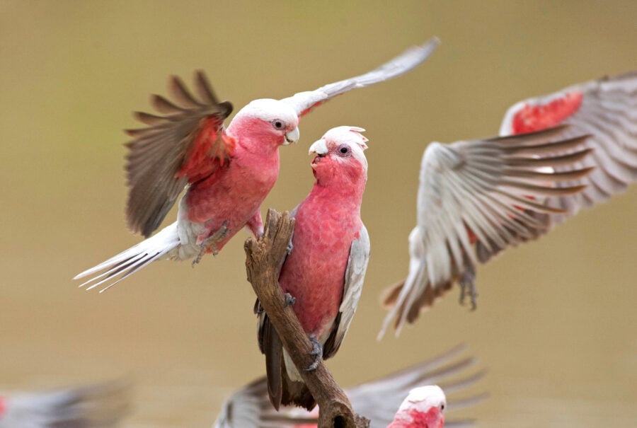Galahs