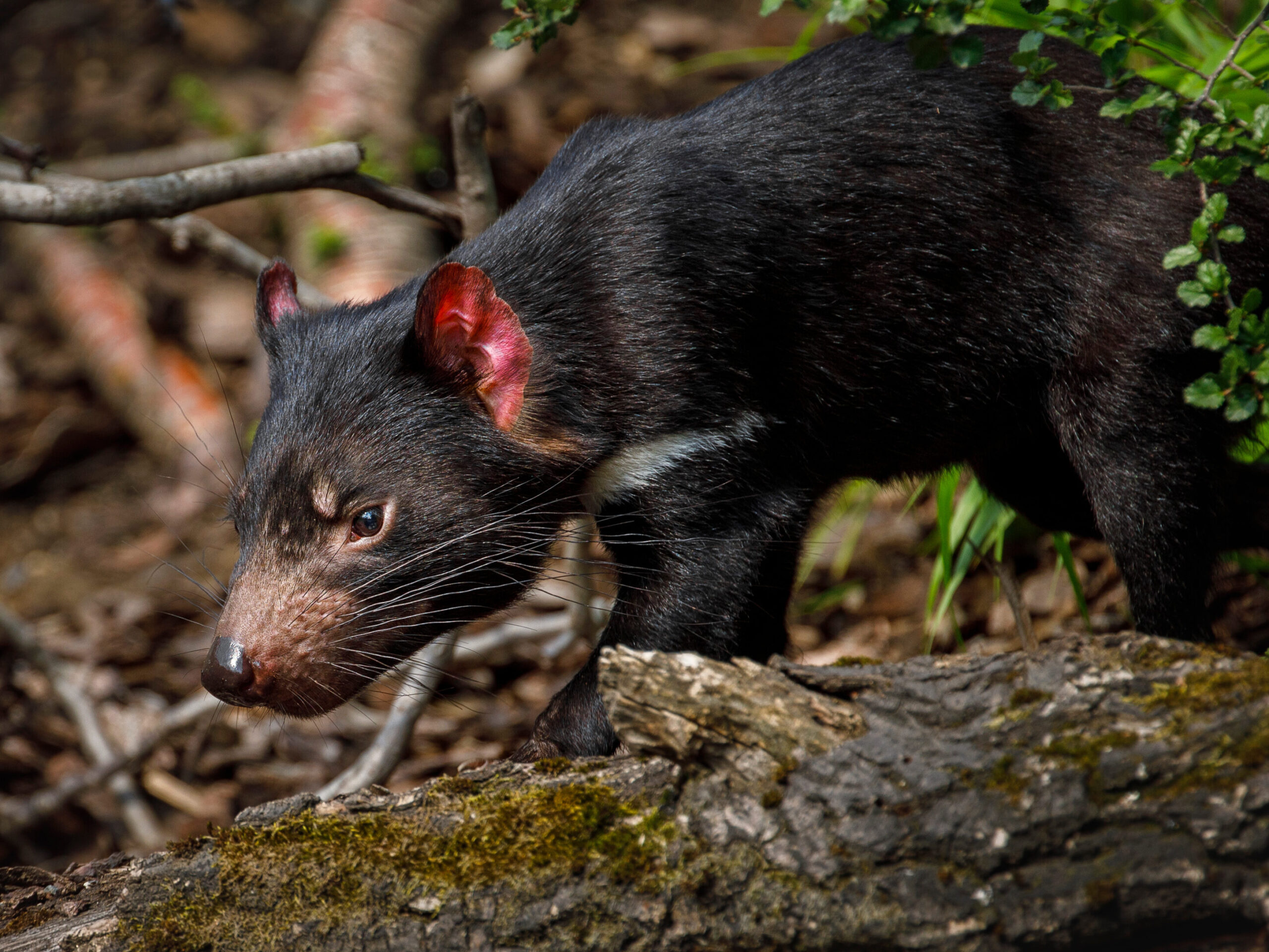 Tasmanian devil