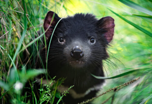 Tasmanian devil