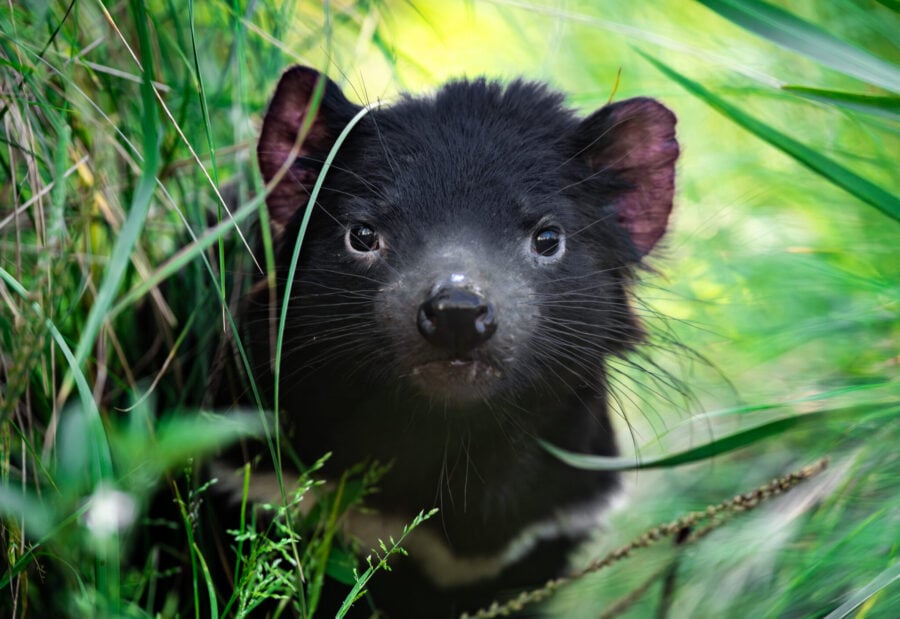 Tasmanian devil