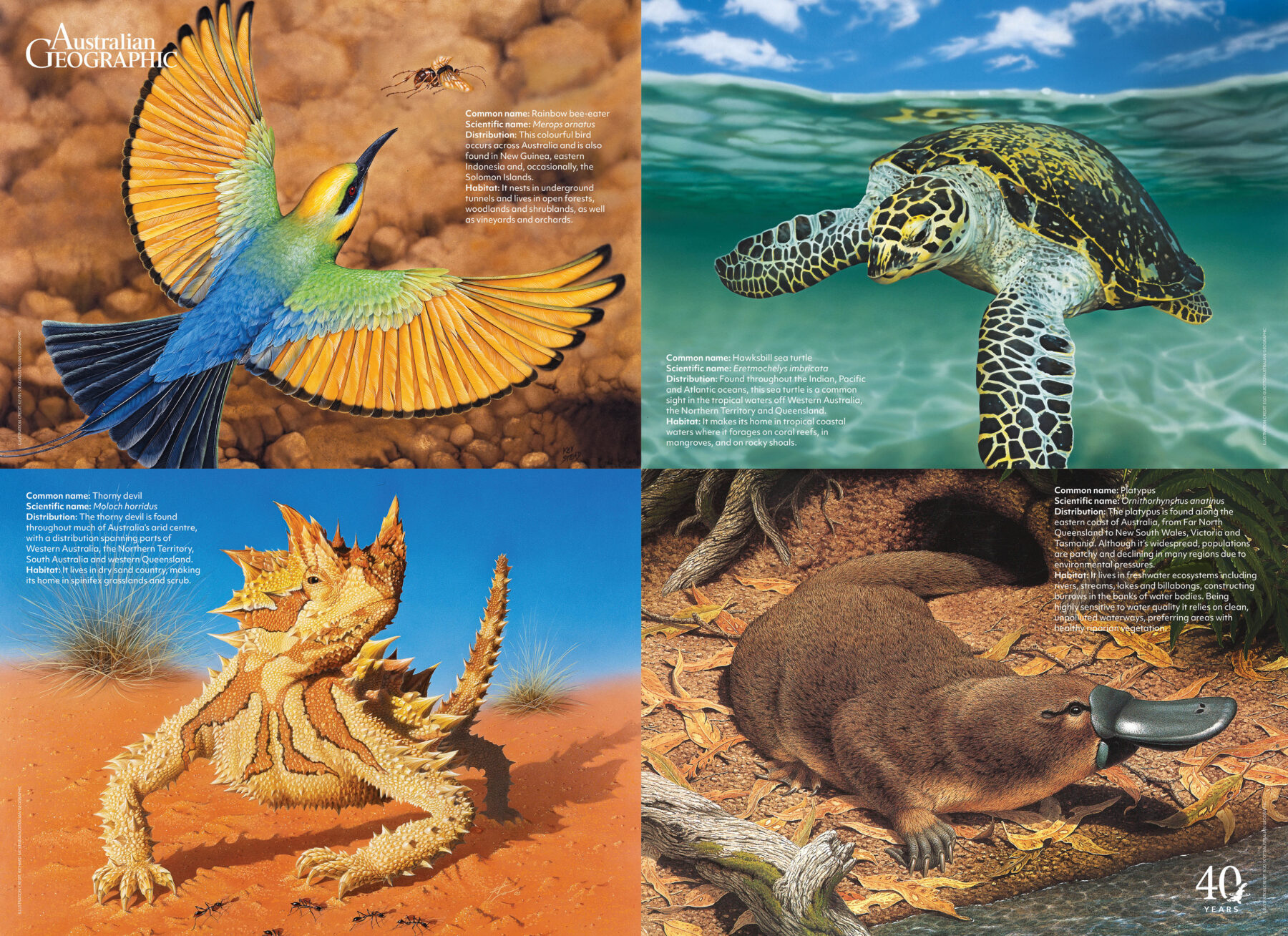 A wall poster featuring four images from Australian Geographic’s illustration archive