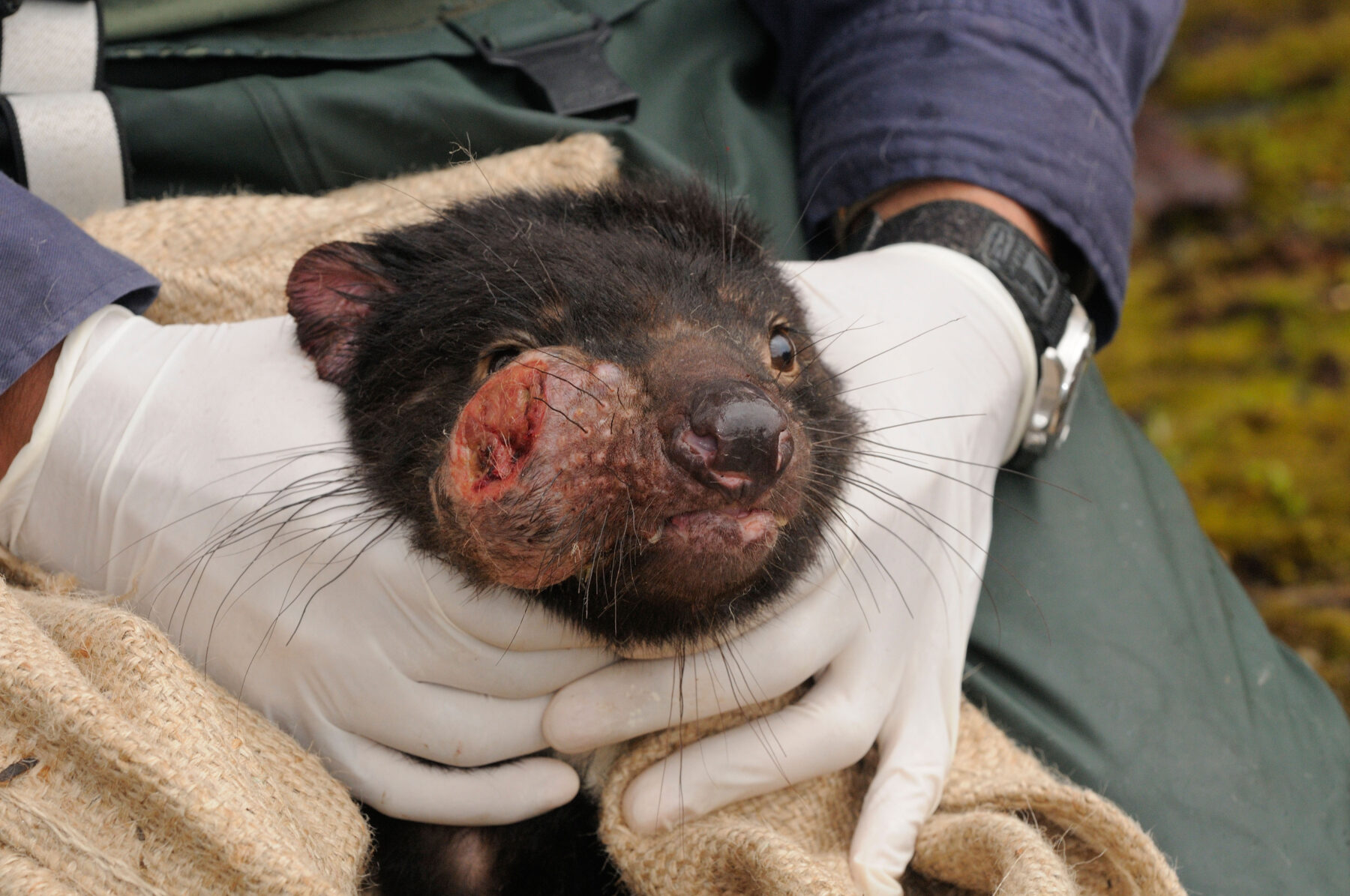 Tasmanian devil with DFTD on face
