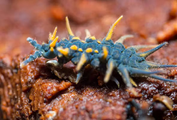 Springtail