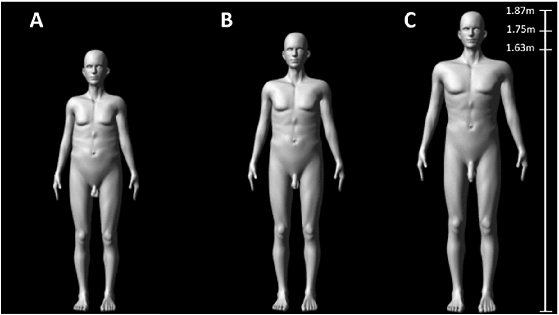 Examples of the computer-generated, male figures used in the study
