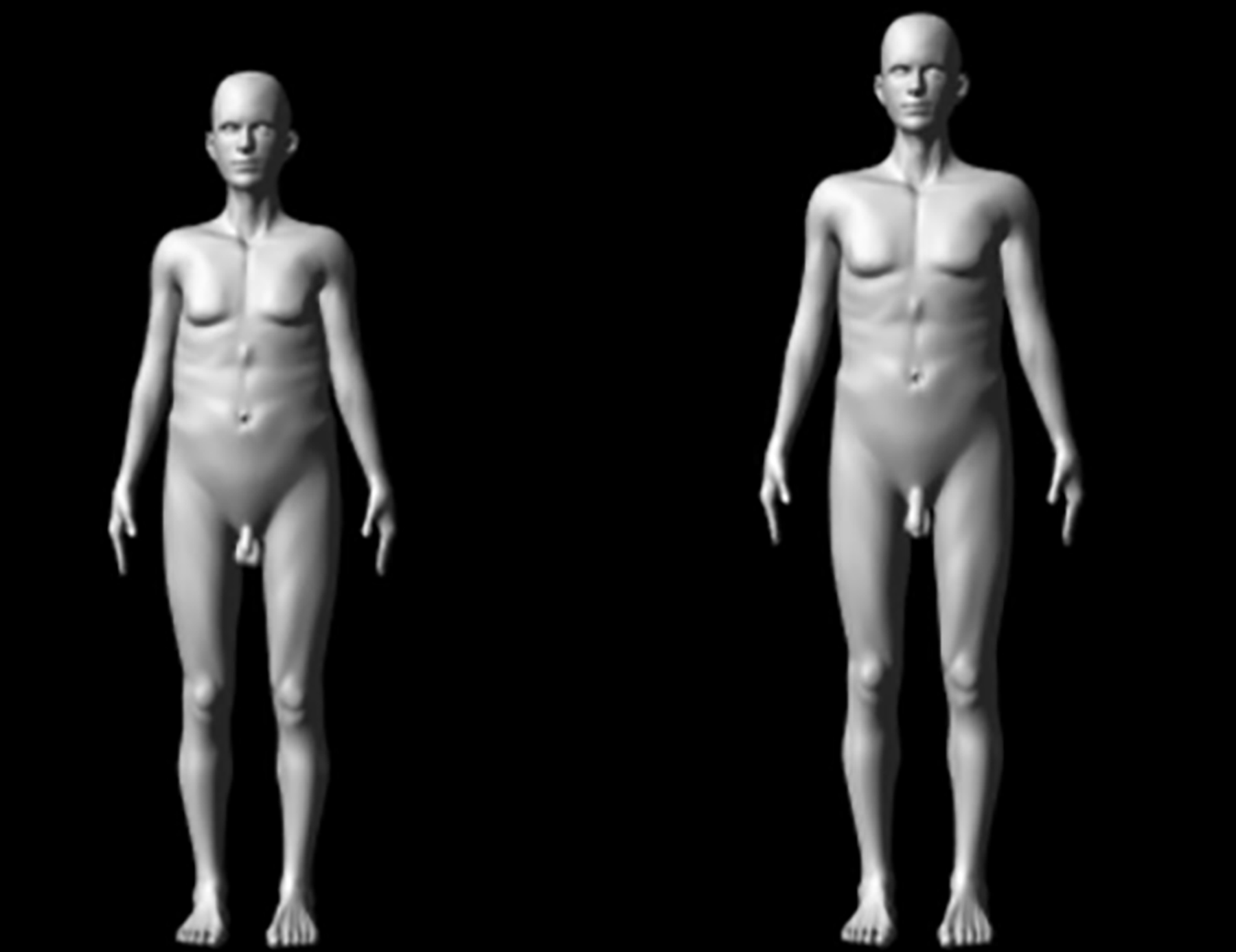 Australian scientists discover why human penises are so large