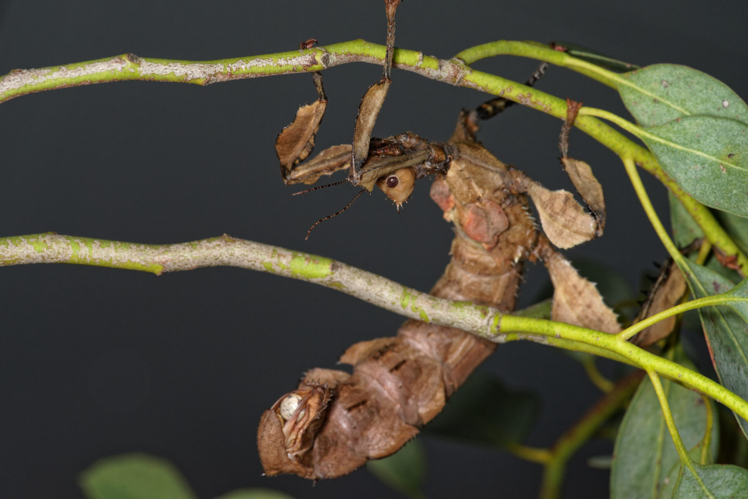 Image for article: ‘Spiny leaf insects have perfected outsourced parenting’