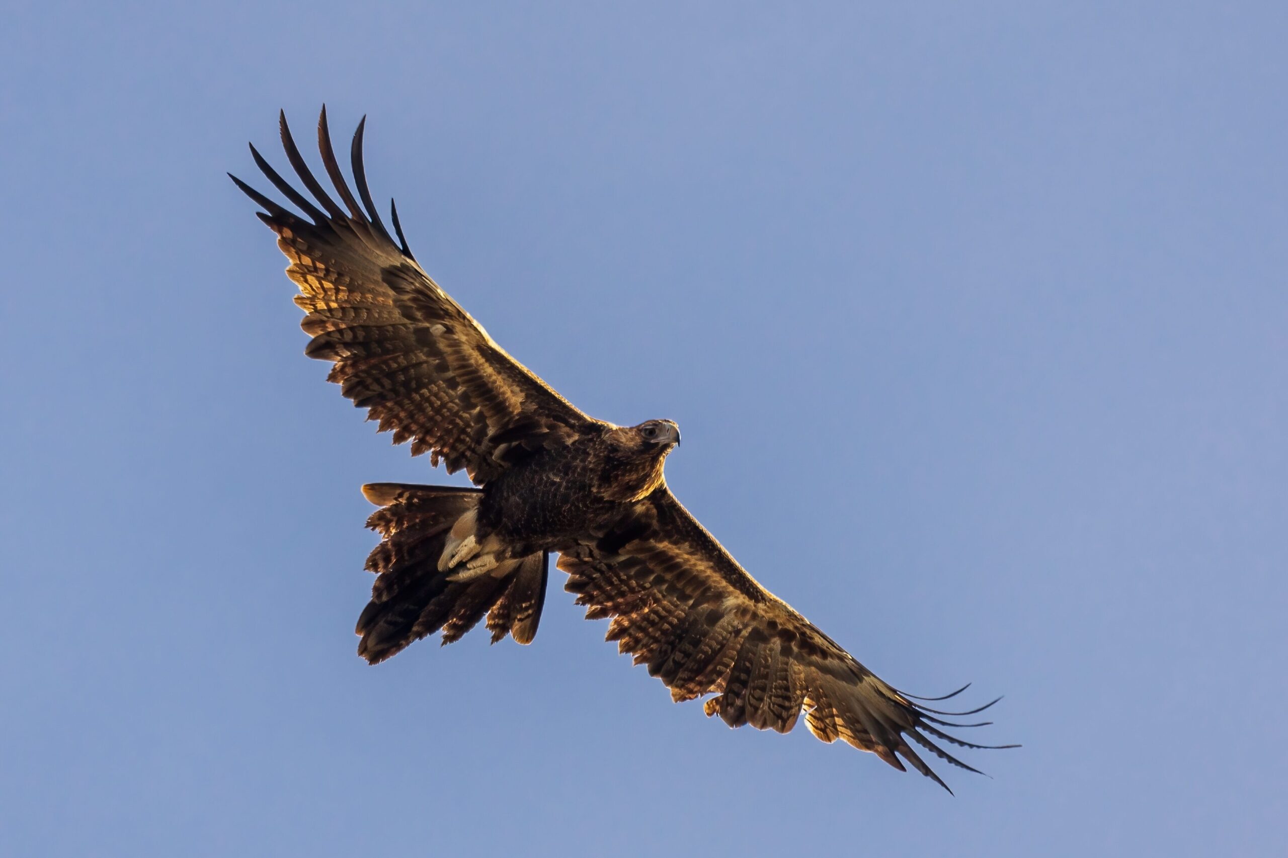 Wedge-tailed eagle
