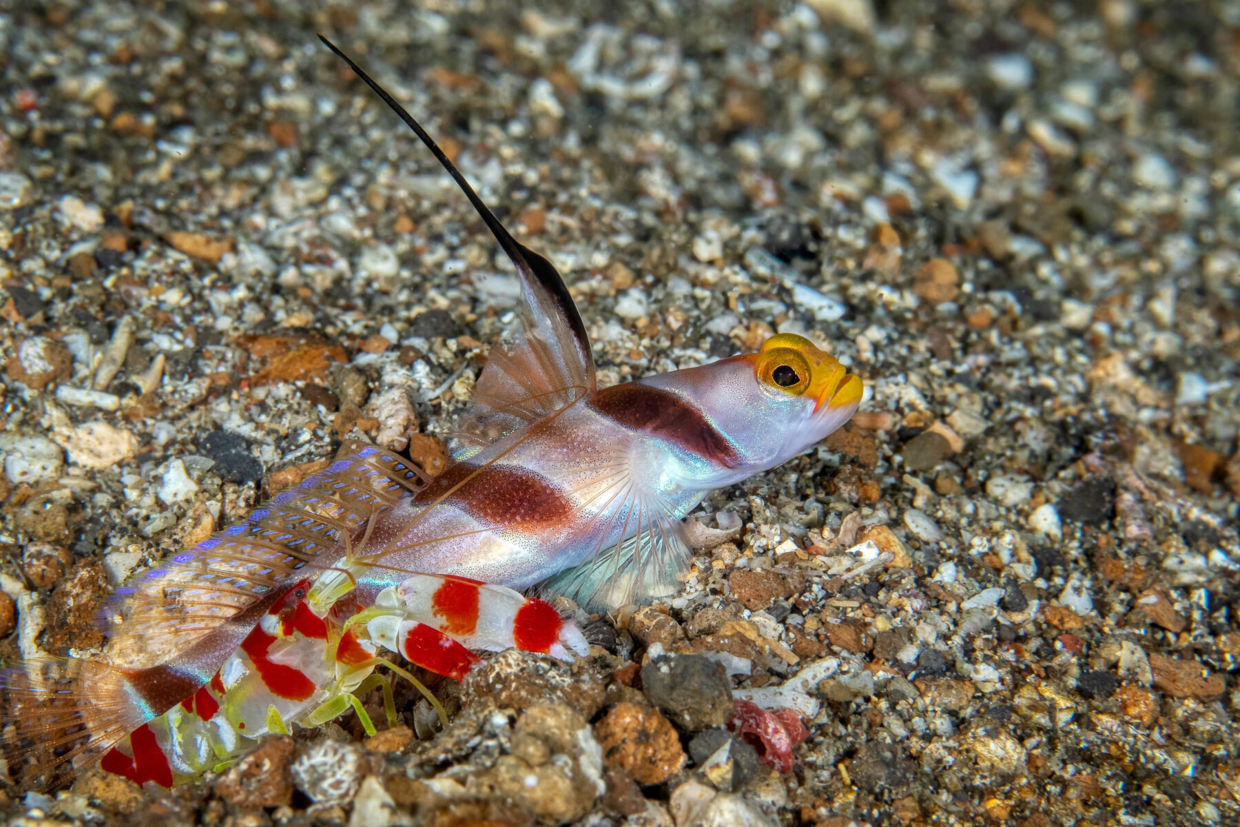 A hi-fin banded goby and a Randall's pistol shrimp