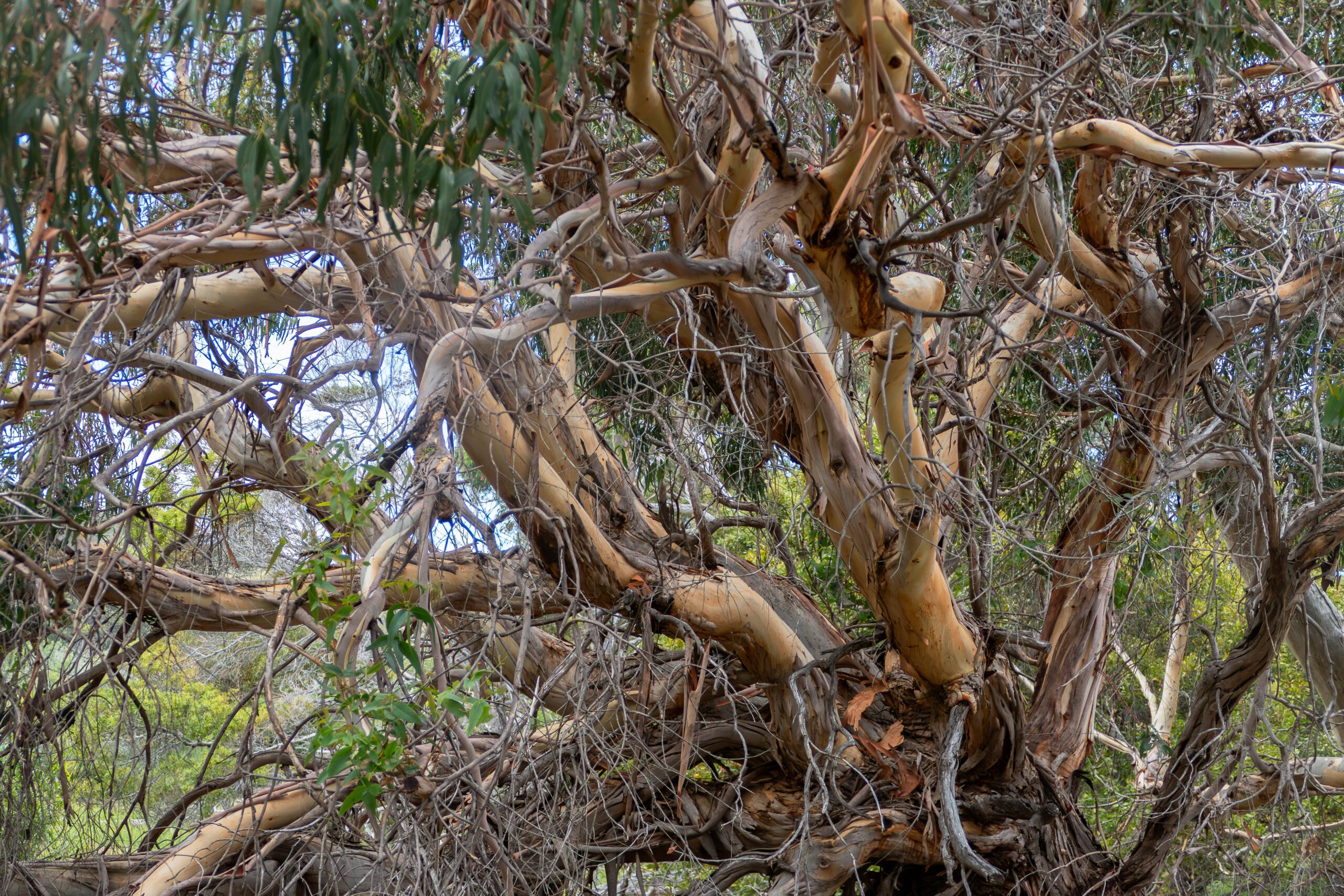 Image for article: Microbes in bark ‘eat’ climate gases