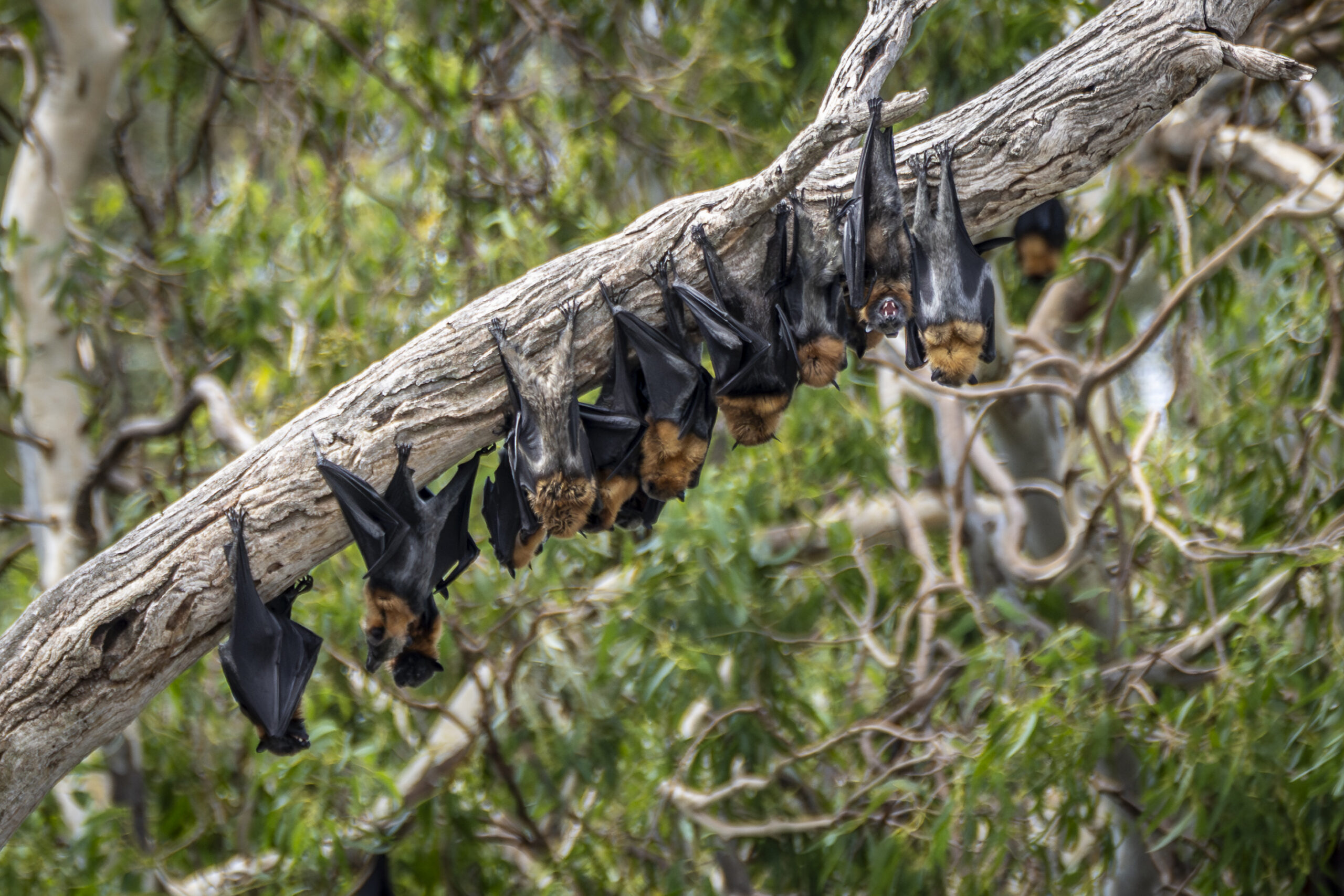 Image for article: Rescuing flying-foxes from deadly heat