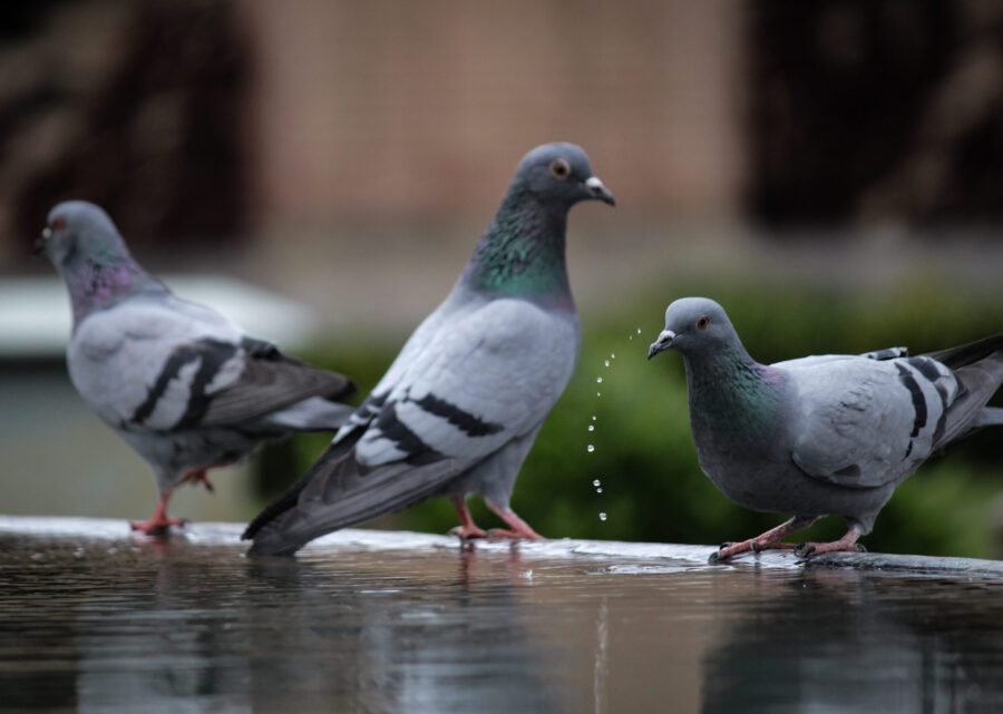 Pigeons